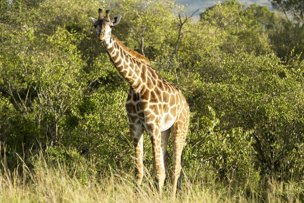 Mara Engai Lodge Lolgorien Kültér fotó