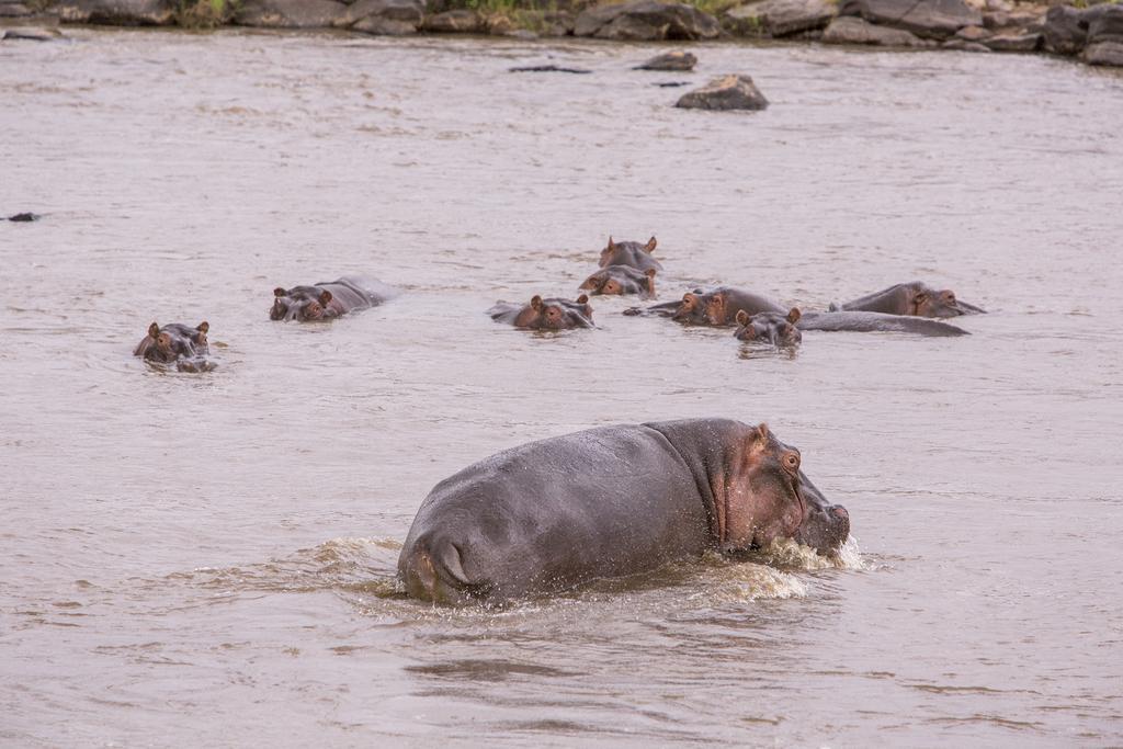 Mara Engai Lodge Lolgorien Kültér fotó