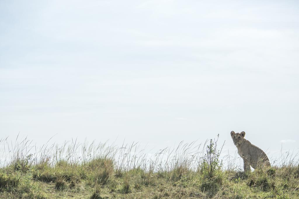 Mara Engai Lodge Lolgorien Kültér fotó